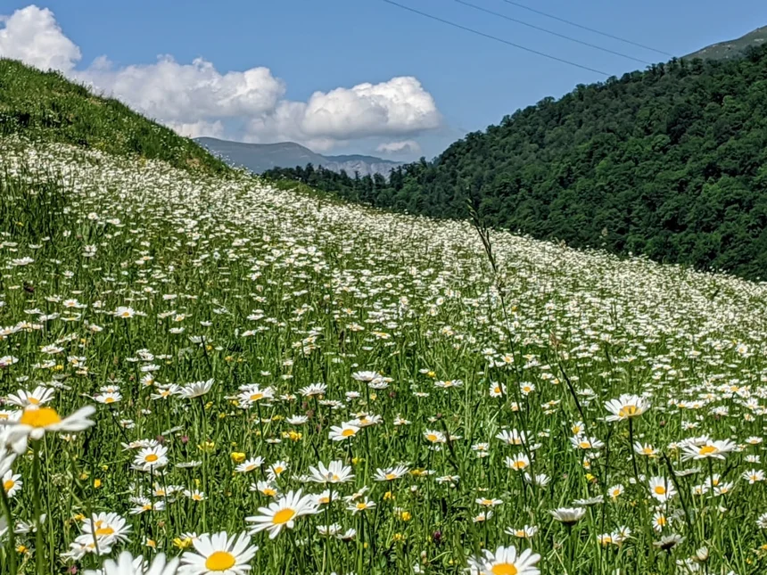 Chamomile