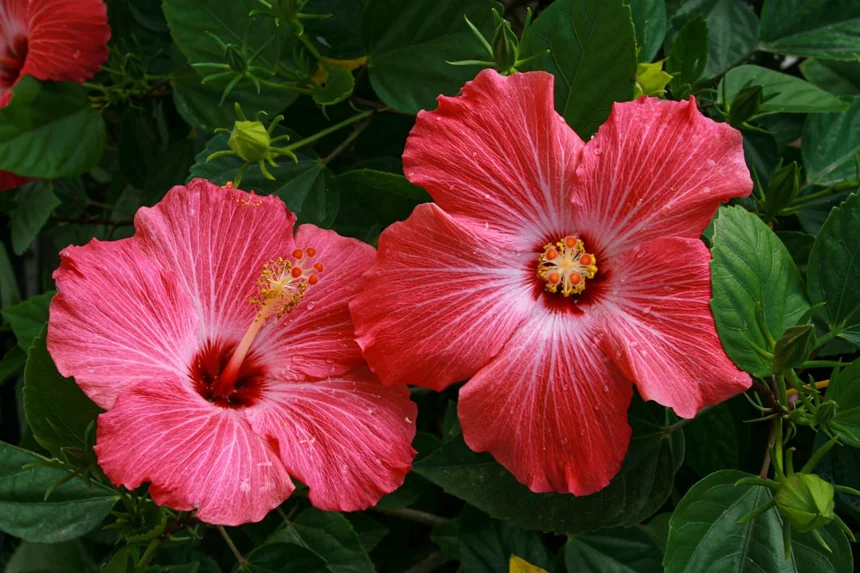 Hibiscus