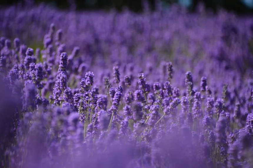 Lavender