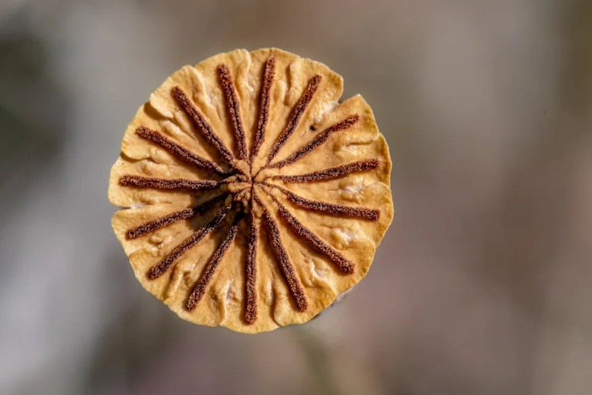 Lotus Cookie