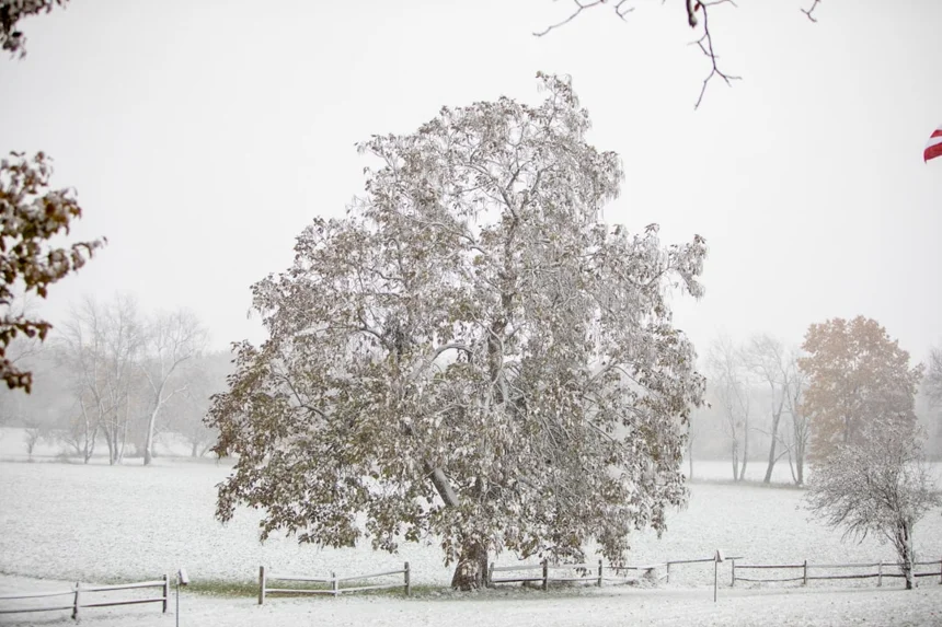 Pecan